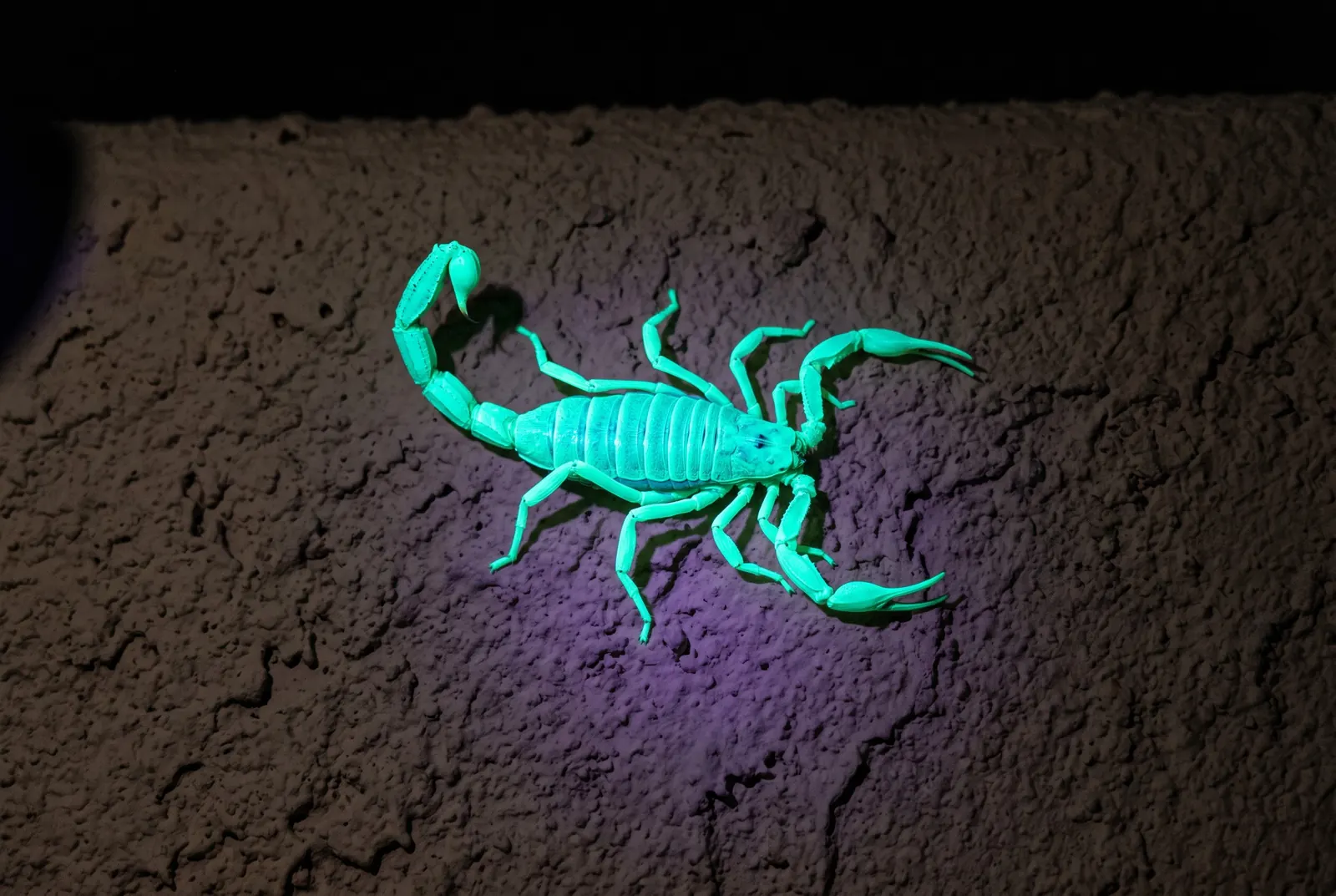 Bark scorpion glowing cyan-green on a stucco wall under an ultraviolet flashlight